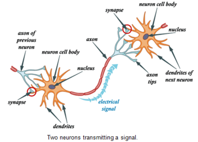 Evoked Potential Tomography: Breakthrough in Brain Imaging