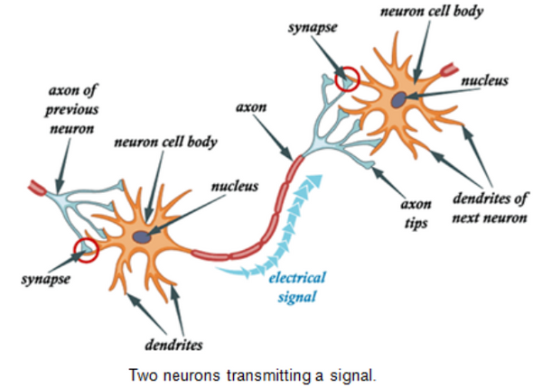 Evoked Potential Tomography: Breakthrough in Brain Imaging